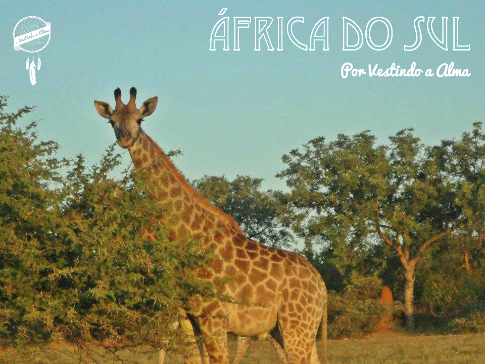 safari na africa do sul, safari, africa do sul, parque nacional kruger, o que fazer na africa do sul, africa do sul o que fazer